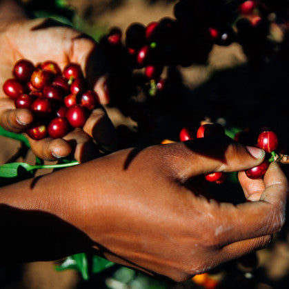 Tanzania (Peaberry Plus Washed)